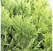Cyprès de Lawson Botanico Chamaecyparis lawsoniana 'Minima Glauca' H 20-25 cm Co 3,7 l