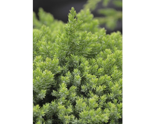 Genévrier rampant Botanico Juniperus procumbens 'Nana' H 30-40 cm Co 3,7 l Gros plan d''un cyprès nain