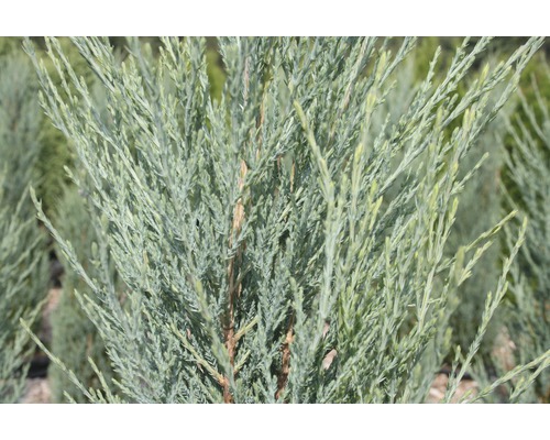 Säulenwacholder Botanico Juniperus scopulorum 'Blue Arrow' H 40-50 cm Co 3,7 L Nahaufnahme einer bläulichen Zypresse.
