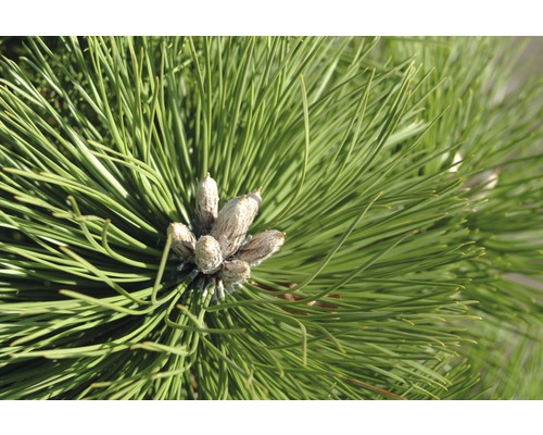 Schwarzkiefer Botanico Pinus nigra 'Hornibrookiana' H 40-50 cm Co 10 L