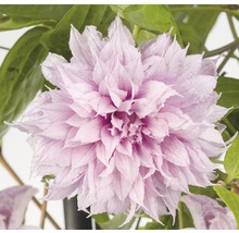 Grossblumige Waldrebe Clematis Hybride 'Multi Pink' H 50-70 cm Co 2,3 L-thumb-0