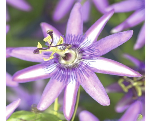 Fleur de la passion Passiflora 'Amethyst' h 70-75 cm Co 2,3 l