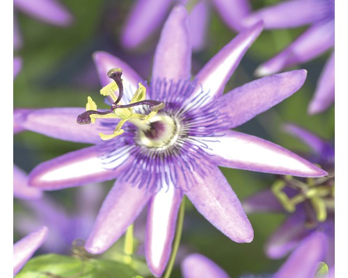 Passionsblume Passiflora 'Amethyst' H 70-75 cm Co 2,3 L Passionsblume Passiflora 'Amethyst' H 70-75 cm Co 2,3 L