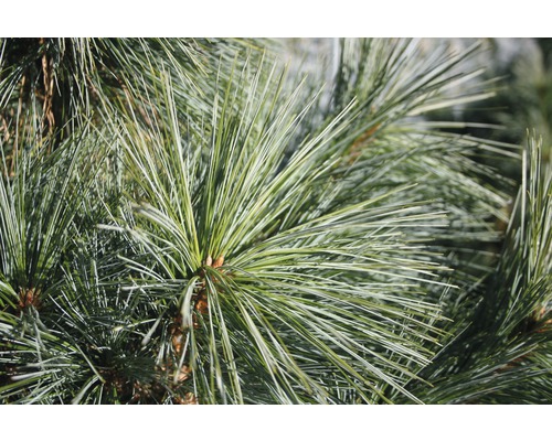 Pin de Schwerin Botanico Pinus schwerinii 'Wiethorst' H 60-80 cm Co 10 l