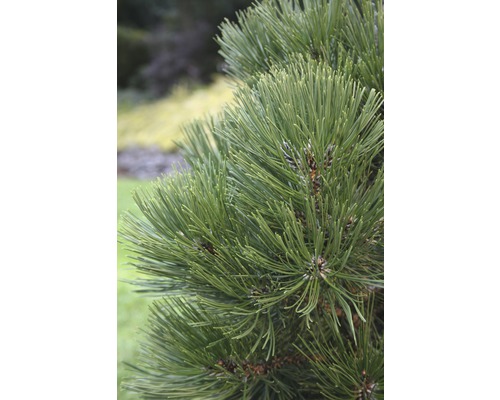 Schlangenhaut-Kiefer Botanico Pinus leucodermis 'Malinki' H 25-30 cm Co 3,7 L Nahaufnahme von Kiefernnadeln