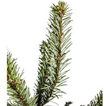 Branche de sapin de Nordmann avec des aiguilles