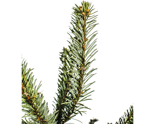 Branche de sapin de Nordmann avec des aiguilles