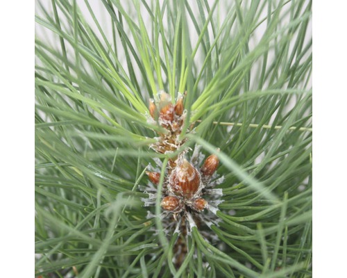 Pin noir en colonne Botanico Pinus nigra 'Green Tower' H 70-80 cm Co 10 L Gros plan sur des aiguilles de pin et des cônes