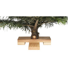 Gros plan d''un petit conifère dans un support en bois