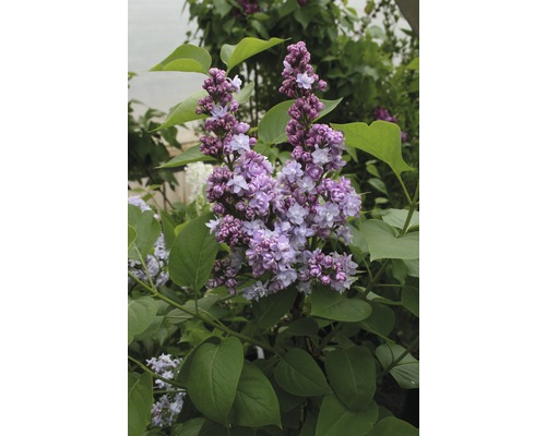 Lilas commun FloraSelf Syringa vulgaris «Michel Buchner» h 60-80 cm pot 10 l Gros plan d''un plant de lilas en fleurs
