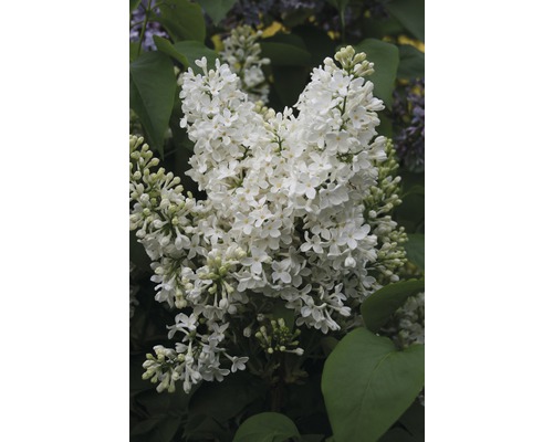 Edelflieder FloraSelf Syringa vulgaris 'Mme Florent Stepman' H 60-80 cm Co 10 L Nahaufnahme einer weißen Fliederblüte