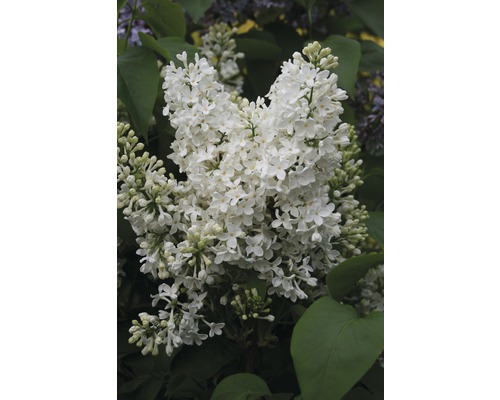 Lilas commun FloraSelf Syringa vulgaris 'Mme Florent Stepman' h 60-80 cm Co 10 l