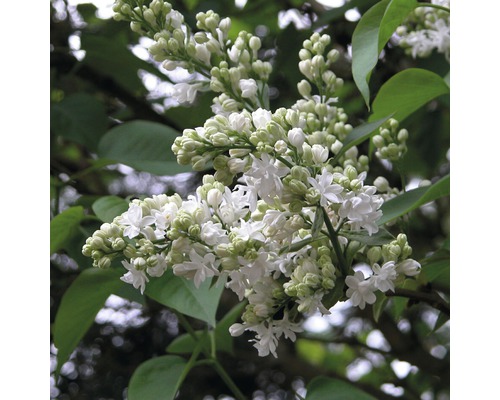 Syringa vulgaris FloraSelf Syringa vulgaris 'Mme Lemoine' H 60-80 cm Co 10 L Gros plan sur une fleur de lilas blanc