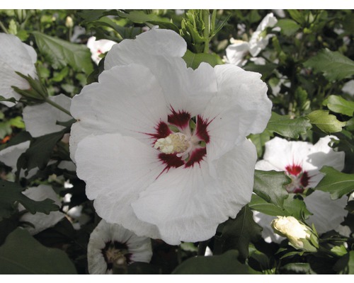 Hibiscus de Syrie demi-tige FloraSelf Hibiscus syriacus 'Red Heart' tronc env. 40 cm total h 60-80 cm Co 6 l