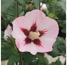 Nahaufnahme einer blassrosa Hibiskusblüte mit roten Akzenten