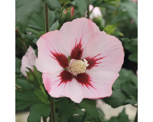 Hibiscus de Syrie demi-tige FloraSelf Hibiscus syriacus 'Hamabo' tronc env. 40 cm total h 60-80 cm Co 6 l