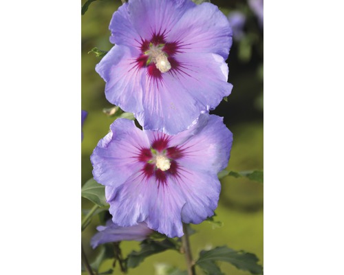 Hibiscus de Syrie demi-tige FloraSelf Hibiscus syriacus 'Marina' h 60-80 cm Co 6 l