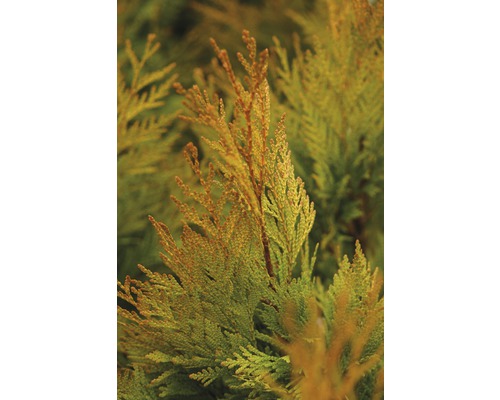 Thuya géant jaune Botanico Thuja plicata '4ever' GOLDY® H 40-50 cm Co 3,7 l