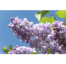 Gros plan d''un lilas en fleurs dans le jardin.