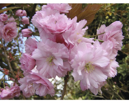 Cerisier du Japon FloraSelf Prunus serrulata 'Kanzan' H 150-175 cm Co 18 L