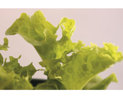 Nahaufnahme von Salatblättern