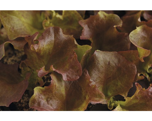 Salade rouge avec feuilles ondulées
