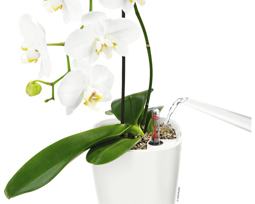 Orchidée dans un pot de fleurs blanc avec système d''irrigation en cours d''arrosage