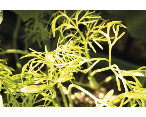 Gros plan sur des feuilles d''aneth