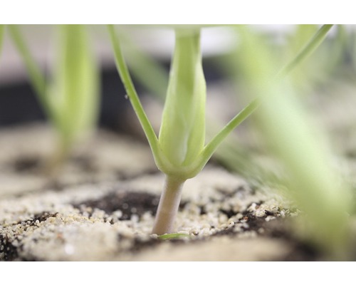 Gros plan d''une jeune plante dans un pot.