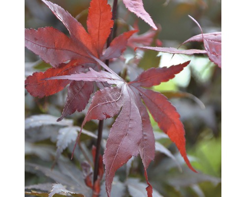 Érable rouge palmé FloraSelf Acer palmatum 'Bloodgood' H 80-100 cm Co 10 L Gros plan sur un érable japonais avec des feuilles