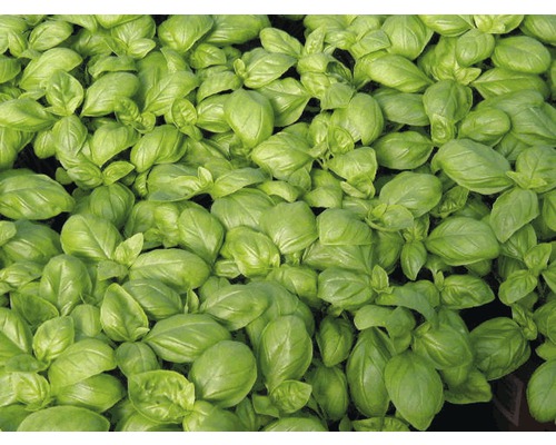 Gros plan sur des plants de basilic