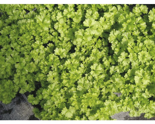 Gros plan de persil frisé dans le jardin