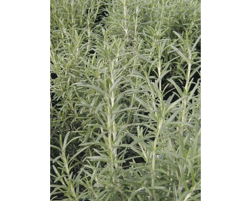 Nahaufnahme von Currykraut-Pflanzen.