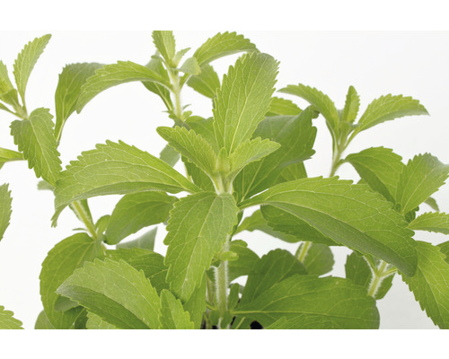 Plante de stévia avec des feuilles vertes.