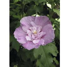 Gros plan sur une seule fleur d''hibiscus dans le jardin