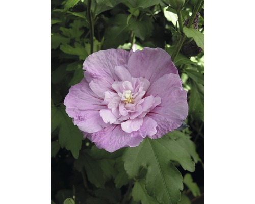Garteneibisch FloraSelf Hibiscus syriacus 'Lavender Chiffon' ® H 50-60 cm Co 4,5 L Nahaufnahme einer einzelnen Hibiskusblüte im Garten