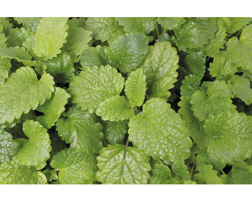 Gros plan de feuilles de mélisse