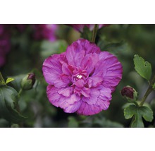 Hibiscus de Syrie FloraSelf Hibiscus syriacus 'Magenta Chiffon' h 50-60 cm Co 4,5 l fleurs semi-doubles