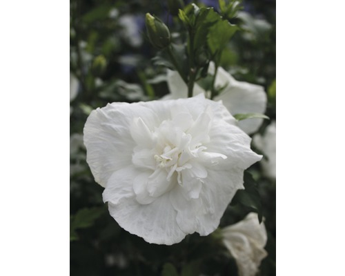 Hibiscus de Syrie FloraSelf Hibiscus syriacus 'White Chiffon' h 50-60 cm Co 4,5 l fleurs semi-doubles