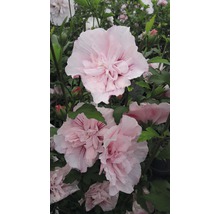 Garteneibisch FloraSelf Hibiscus syriacus 'Pink Chiffon' H 50-60 cm Co 4,5 L halbgefüllte Blüten
