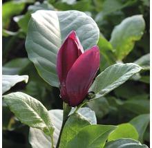 Fleur de magnolia avec feuilles