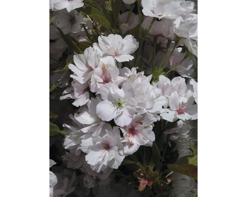 Cerisier à fleurs du Japon en colonne FloraSelf Prunus serrulata 'Amanogawa' H 150-175 cm Co 18 L