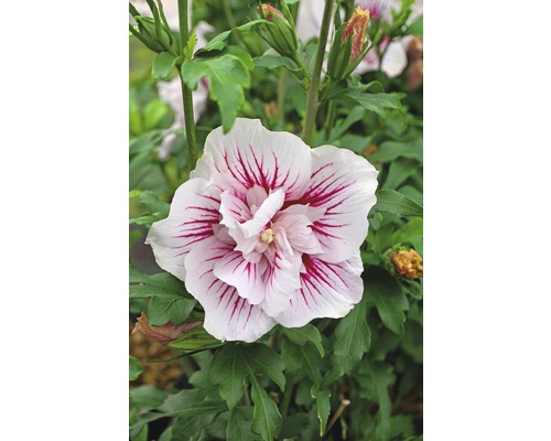 Hibiscus de Syrie FloraSelf Hibiscus syriacus 'Starburst Chiffon' h 50-60 cm Co 4,5 l fleurs semi-doubles