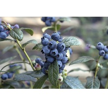 Heidelbeere BrazelBerry ® 'Perpetua' ® H 20-25 cm Co 4,5 L
