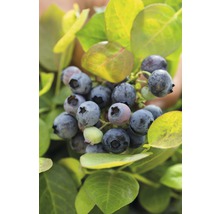 Nahaufnahme von Blaubeeren an einem Strauch.