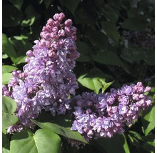 Gros plan de fleurs de lilas