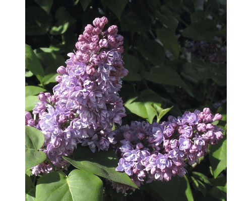 Lilas commun FloraSelf Syringa vulgaris 'Mrs Edward Harding' H 40-60 c Co 3 l