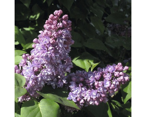 Edelflieder FloraSelf Syringa vulgaris 'Mrs Edward Harding' H 40-60 c Co 3 L