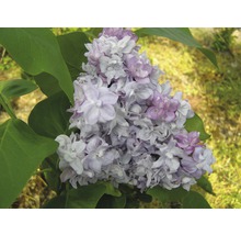 Gros plan d''un lilas en fleurs avec des feuilles
