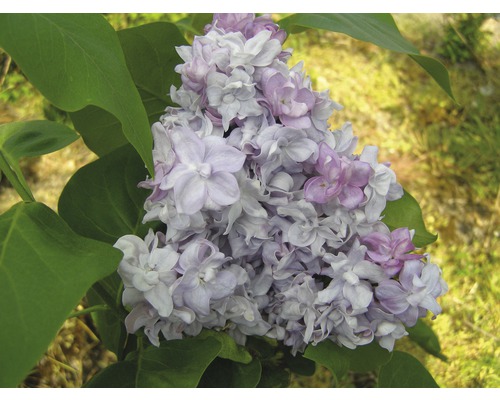 Lilas commun FloraSelf Syringa vulgaris 'Katherine Havemeyer' H 40-60 cm Co 3 l